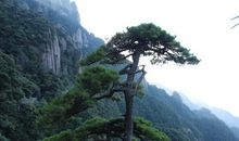 描写松树挺拔的诗句