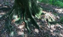 形容榕树的比喻句