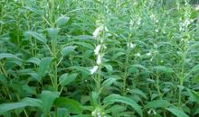 关于芝麻的歇后语