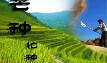 有关芒种的谚语和诗句