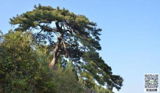 描述松树外观的句子