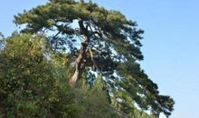 描写松树外形的句子