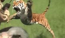 放虎归山歇后语