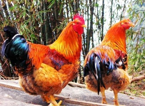 谢侯yu白鹤站在羊群