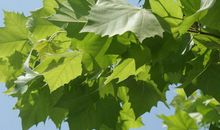 关于梧桐的比喻句