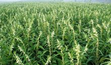 芝麻地里的绿豆歇后语