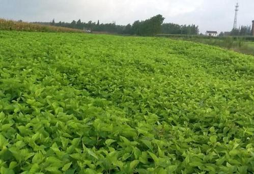 没有芝麻，没有养蚕