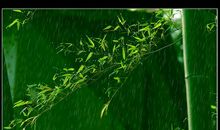 描写香水的优美句子