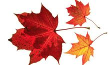 落叶像什么比喻句