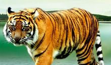 老虎下山歇后语