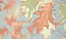 小木匠干活歇后语