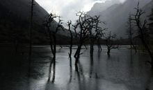 描写雨中景物的片段