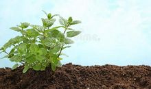 描写薄荷的句子