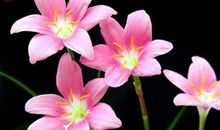 描写兰花的比喻句