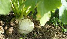 形容芦荟的比喻句