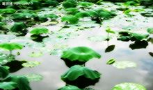 描写雨后景色的句子