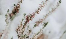 墙上的芦苇歇后语