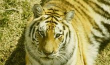 霸王敬酒歇后语