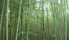 有关竹子比喻句