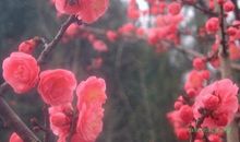 带花字的诗句大全