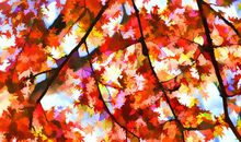 关于枫叶的比喻句