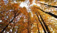 形容秋天伤感的诗句