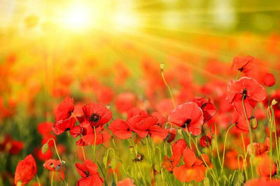 用阳光写美丽的句子，用阳光写美丽的句子