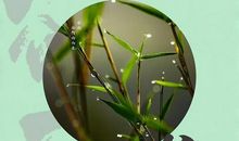 二十四节气谷雨谚语