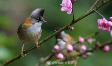 有关于鸟的诗句