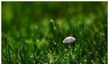 描写雨后清晨的句子