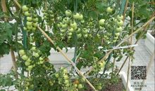 种菜谚语大全四年级