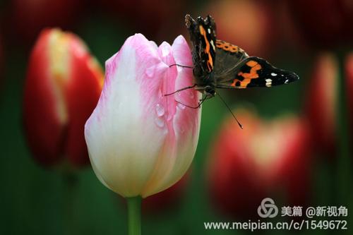 夫妻最美好的问候