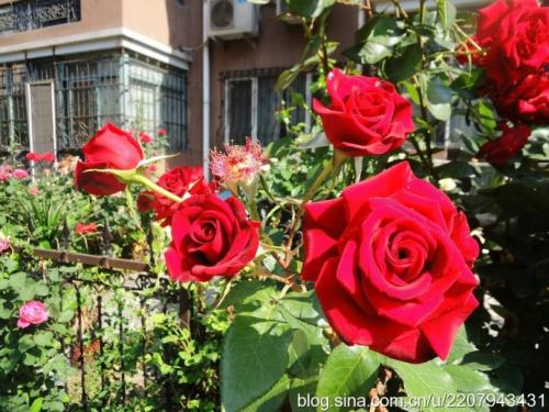 中国玫瑰绽放比喻句