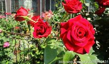 月季花开了比喻句