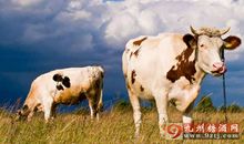 关于奶牛的比喻句