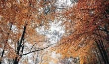 描写秋天悲伤的诗句