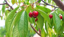 形容竹子的比喻句