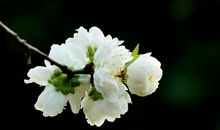 悼念去世的句子