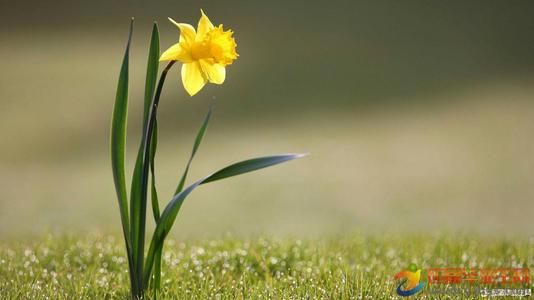 形容春天之美的成语