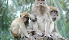 猴子和狐狸的歇后语