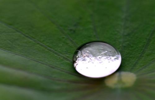 荷叶拟人化句子