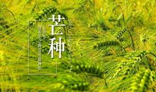 关于芒种节气的谚语