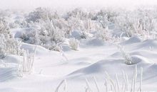 描写雪景的精彩段落