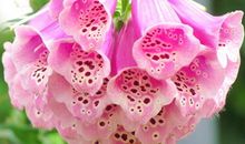 杨树开花歇后语