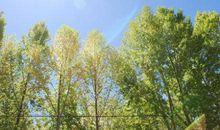 有关杨树的比喻句