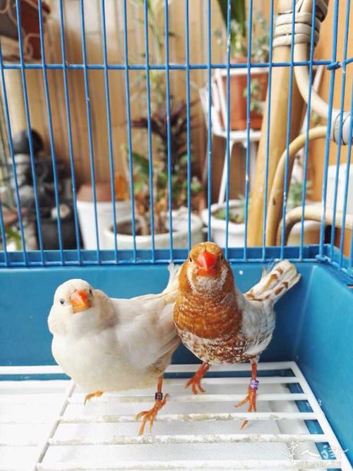 珍珠鸟拟人化句子