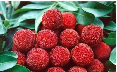 关于杨梅的寓言