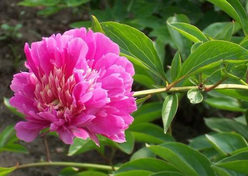 牡丹拟人化句子