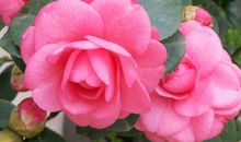 赞美茶花的唯美句子