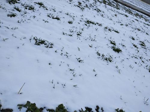 描述第一场雪的句子